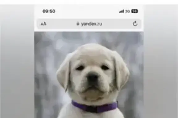 Найден голодный щенок на Советской, Норильск