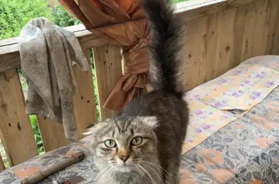 Найдена красивая кошка на улице Сызранская, 70
