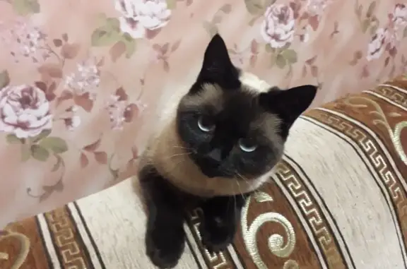 Пропала тайская кошка на Дубровинской, Борисоглебск