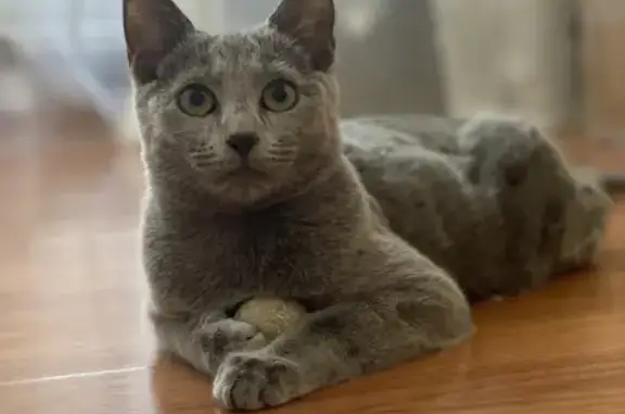 Пропала русская голубая кошка по адресу ул. 30 лет Победы, 3 в Сургуте
