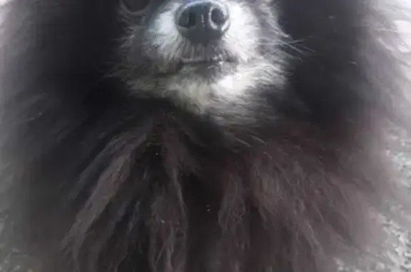 Собаки потеряшки, Ленинградская область, фото: Потеряшка собака в Лужском р-не, ст. Дивенская СТ Здоровье, помогите!