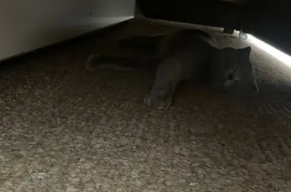 Найдена вислоухая кошка на улице Г. Амелина, 27, Калуга