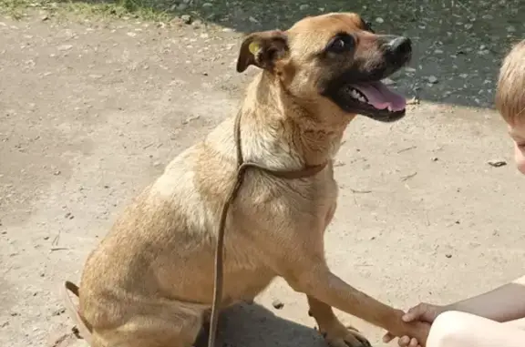 Найдена собака в д. Сераксеево, Московская область.