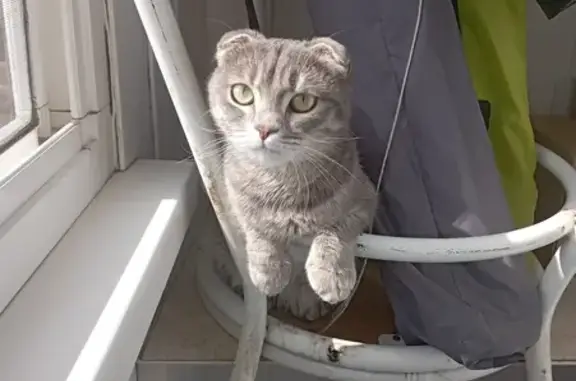 Кошки потеряшки, Тольятти, фото: Потеряшка кошка Буся на ул. Ворошилова 67, Тольятти