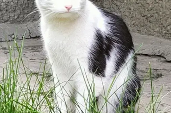 Найдена кошка на Львовском бульваре, 10А в Ульяновске