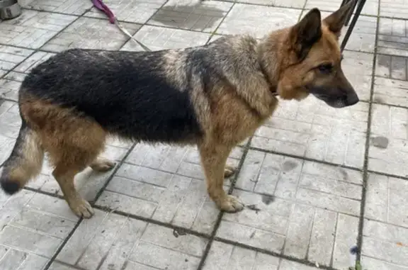 Собака Немецкой овчарки найдена на 2-й Восточной улице