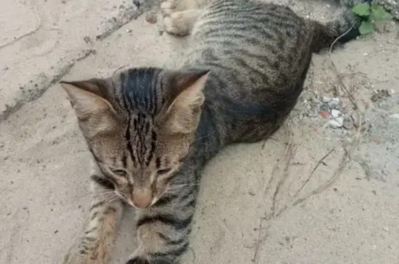 Кошка Мальчик найдена на ул. Володи Дубинина, Казань