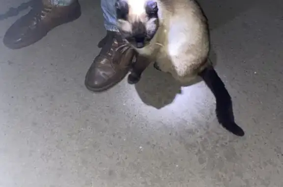 Найдена сиамская кошка на Разина 6Б, Рассказовское шоссе, Тамбов