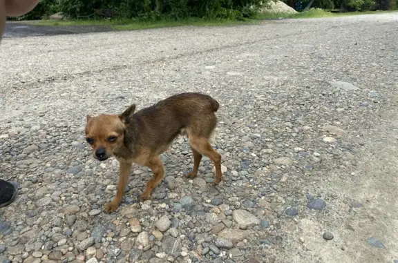 Собака найдена на ул. Свердлова, 196В в Курганинске