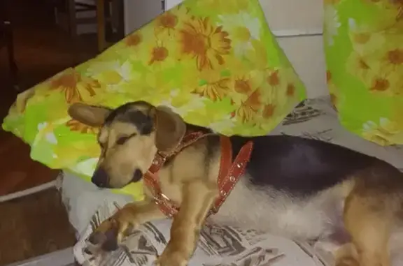 Собака найдена в Верхнем Карачане, похожа на таксу, мальчик, 7-8 месяцев.
