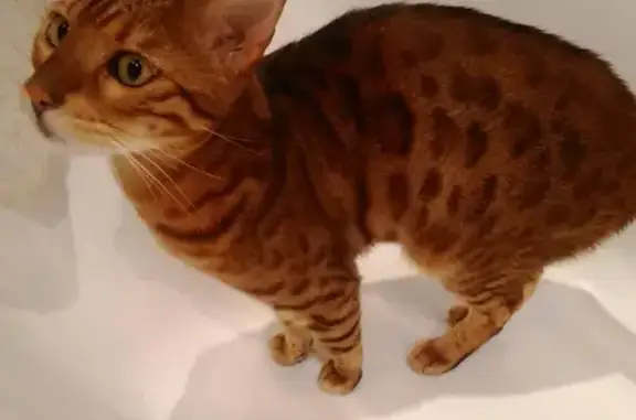 Кошки потеряшки, Санкт-Петербург, фото: Потеряшка кошка Бенгальский кот на Глухарской улице, СПб