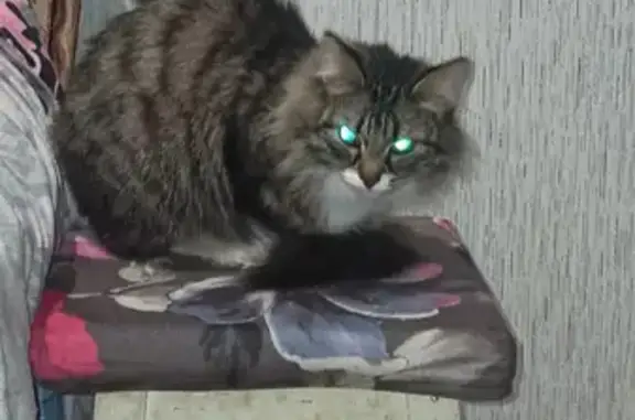 Кошки потеряшки, Ижевск, фото: Потеряшка кошка на Воткинском шоссе 50