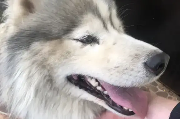Собака найдена на Первомайской, 91 в Ессентуках