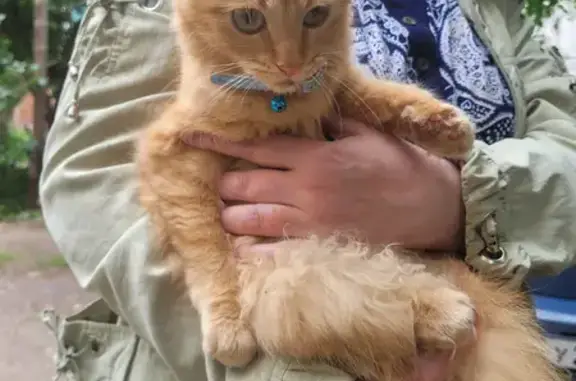 Найдена рыжая кошка на улице Цюрупы, 5А