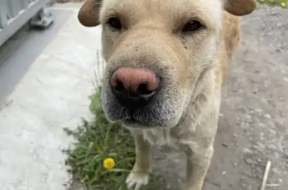Собака в Миассе: голодный бегун на ул. Богдана Хмельницкого, 64