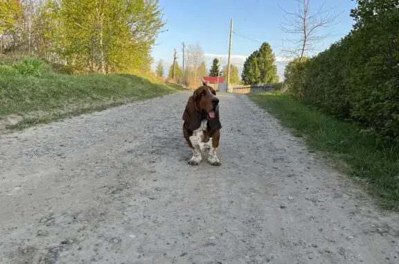 Собака Бассет хаунд найдена в Томской области