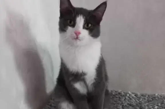 Найдена кошка в Барнауле на ул. Шумакова