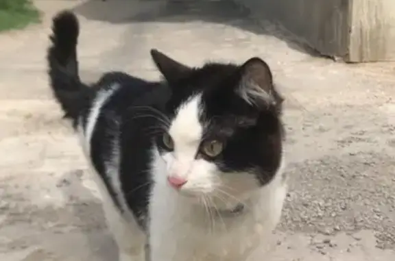 Найден молодой кот на ул. Калинина, 74