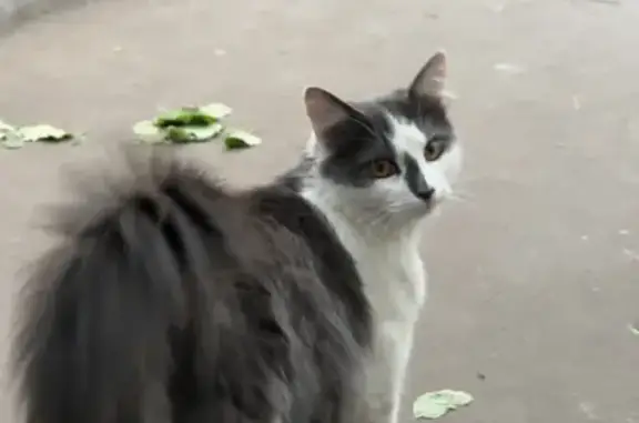 Найдена кошка на Петрозаводской 5к1