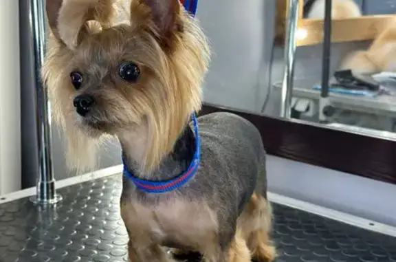 Собаки потеряшки, Краснодар, фото: Потеряшка собака Моника, ул. Трудовой Славы 46, Краснодар.