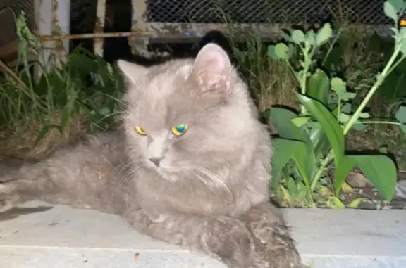 Найдена кошка на Восточной улице, 85 в Ижевске