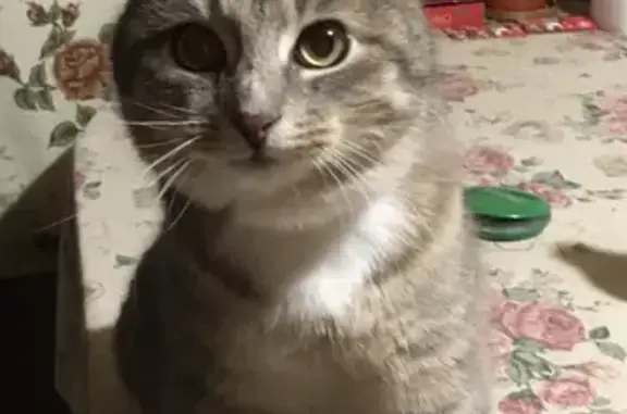 Кошки потеряшки, Чисмена, фото: Потеряшка кот на Первомайской, Чисмена