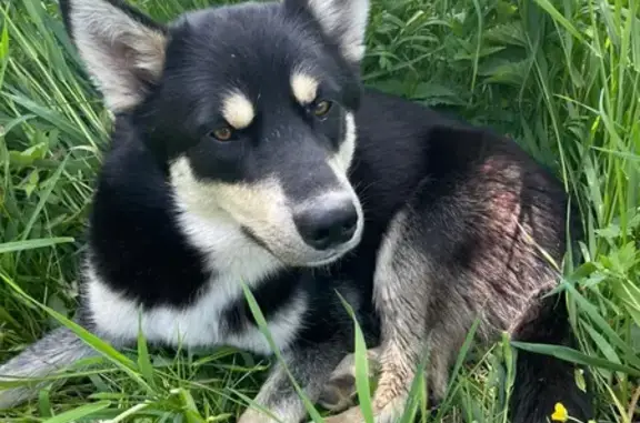 Собака Мальчик найдена у дороги 46К-1320, Московская область