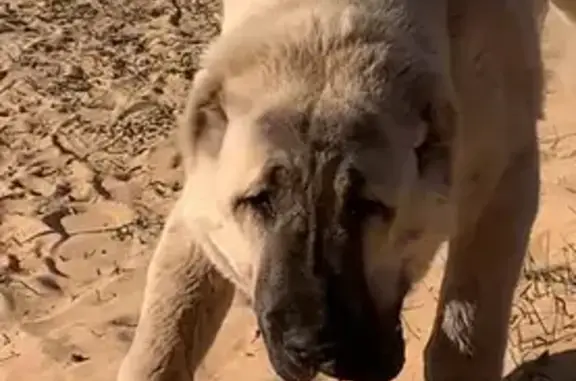 Пропала собака в Чувашии: Рот 60 см, 50 кг, речной песок, 7 мес.