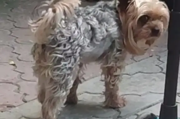 Пропала собака на Курганной улице, Майкоп