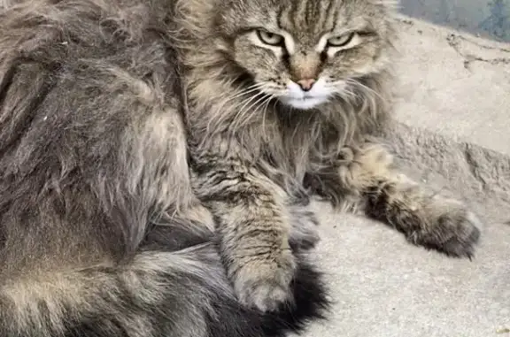Найдена домашняя кошка на Большой Садовой, Ростов-на-Дону