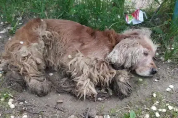 Найдена собака на улице Артёмовской 75, Хабаровск