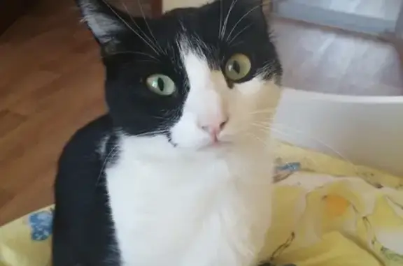 Кошки потеряшки, Новосибирск, фото: Потеряшка кошка Кошечка на Пархоменко 72 в Новосибирске