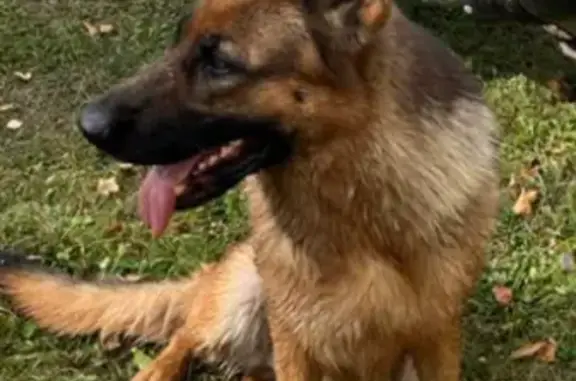 Пропала собака Федя на Осенней улице Иркутской области