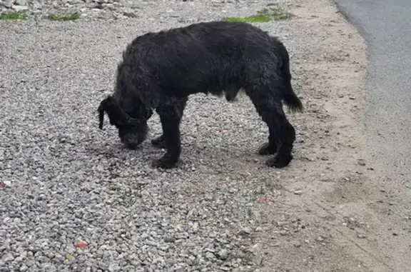 Найдена собака на Оренбургском тракте, Казань