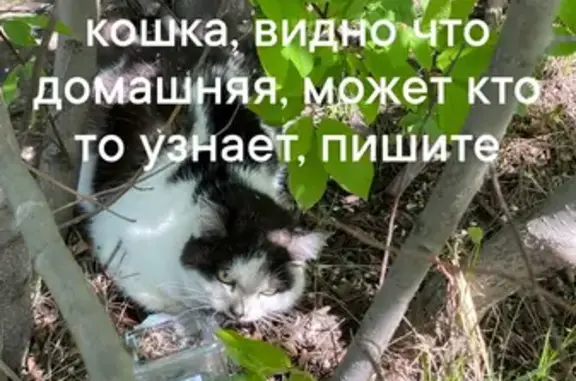 Раненая кошка найдена у моста в Красноярске