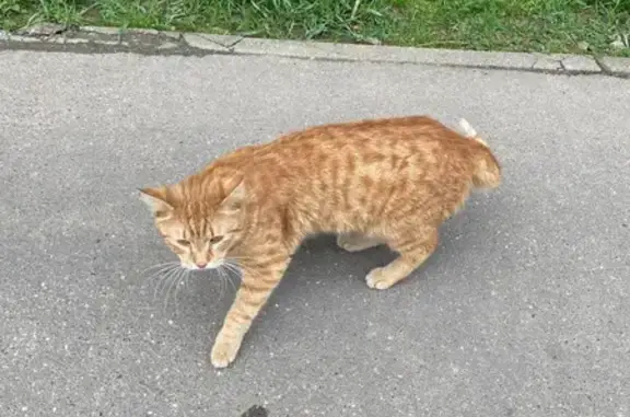 Найдена рыжая кошка на ул. Белобородова, 8