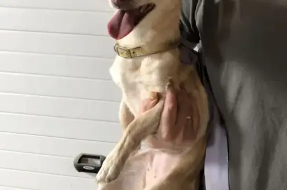 Собака с золотым ошейником и сломанным ребром в Свердловской области