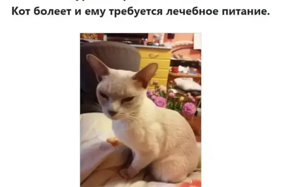 Пропала кошка Макс, Шокальского проезд, Москва