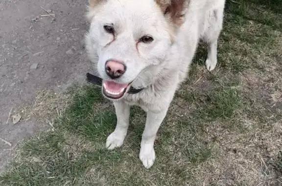 Найдена ласковая собака в Кемеровской области