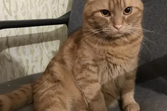 Кошки потеряшки, Ярославль, фото: Потеряшка кошка Стасик, ул. Рыкачёва 3, Ярославль