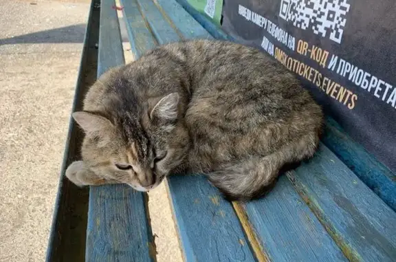 Найдена кошка, Омск