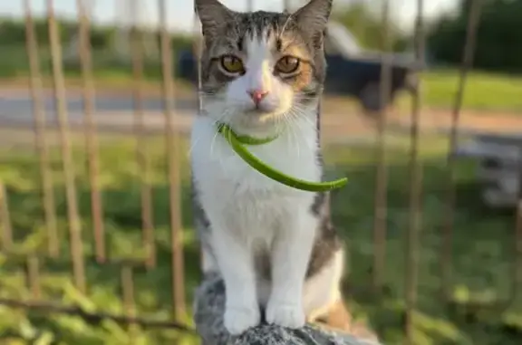 Пропала кошка в Чурьяково, Ярославская область