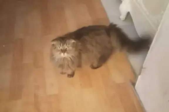 Пропала коричневая кошка в Московской области