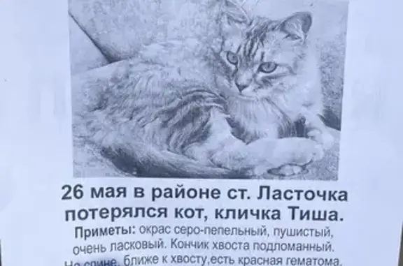 Пропал Сибирский кот с адресом в Благовещенске