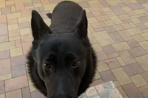 Собаки потеряшки, Краснодар, фото: Потеряшка собака в Краснодаре: Немецкая овчарка, ул. Толбухина, 84