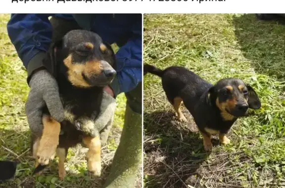 Найдена собака в Давыдково, Московская область
