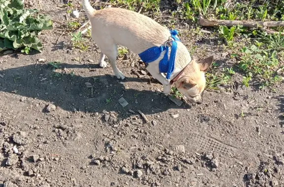Собака найдена на 4 Любинской, 51к1 в Омске