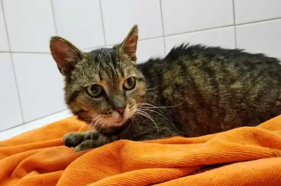 Найдена кошка Соня с вирусом FIV в Краснодаре