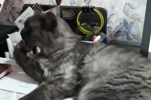 Кошки потеряшки, Санкт-Петербург, фото: Потеряшка кошка на Утиной 32, Санкт-Петербург