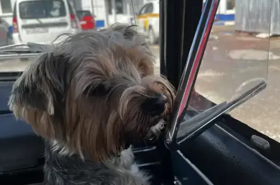 Найдена собака на Лавровоской дороге в Московской области